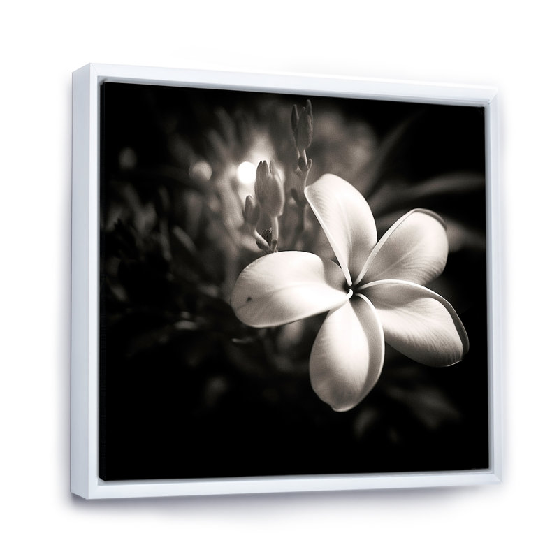Spectrum Wild Moonlight Plumeria Beauty sur toile, Cadre flottant blanc, H 36 po x l 36 po x P 1,5 po