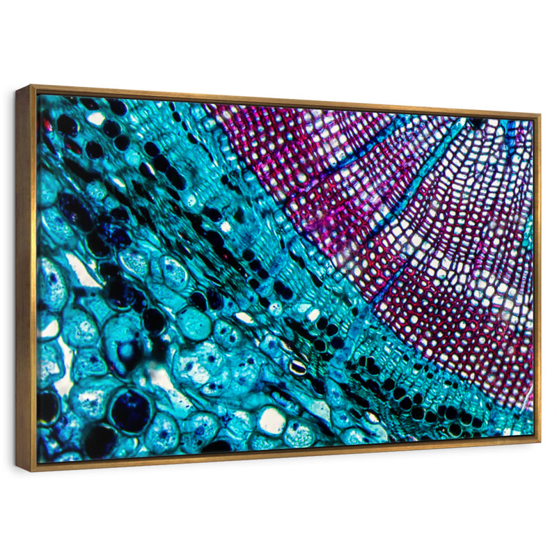 Pine Stem Under Microscope, Floating Frame Gold, 31" X 21"