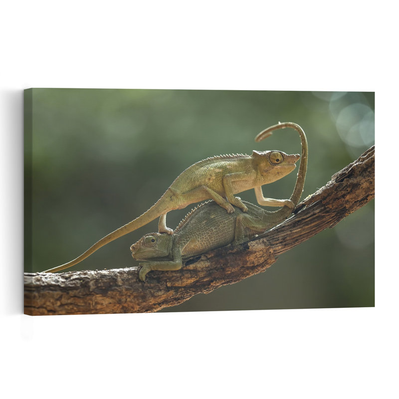 Chameleon Couple On Branch Lizard Tropical Wall Art Print 1 Piece Wrapped Canvas Wall Art, 30.48cm H x 45.72cm W
