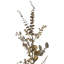 Glittered Mixed Leaves And Berries Artificial Christmas Garland - 9" - Unlit