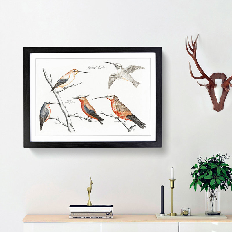Five Hummingbirds by Johan Teyler - Picture Frame Art Print, Black Framed, 48cm H x 65cm W x 2cm D
