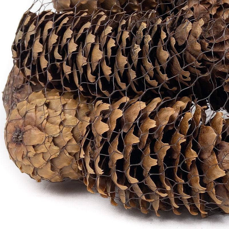 Bourre de vase en bois de pin conique