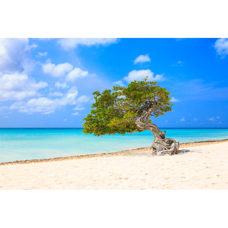 Aruba, Netherlands Antilles - Wrapped Canvas Print, 51cm H x 76cm W x 3.8cm D