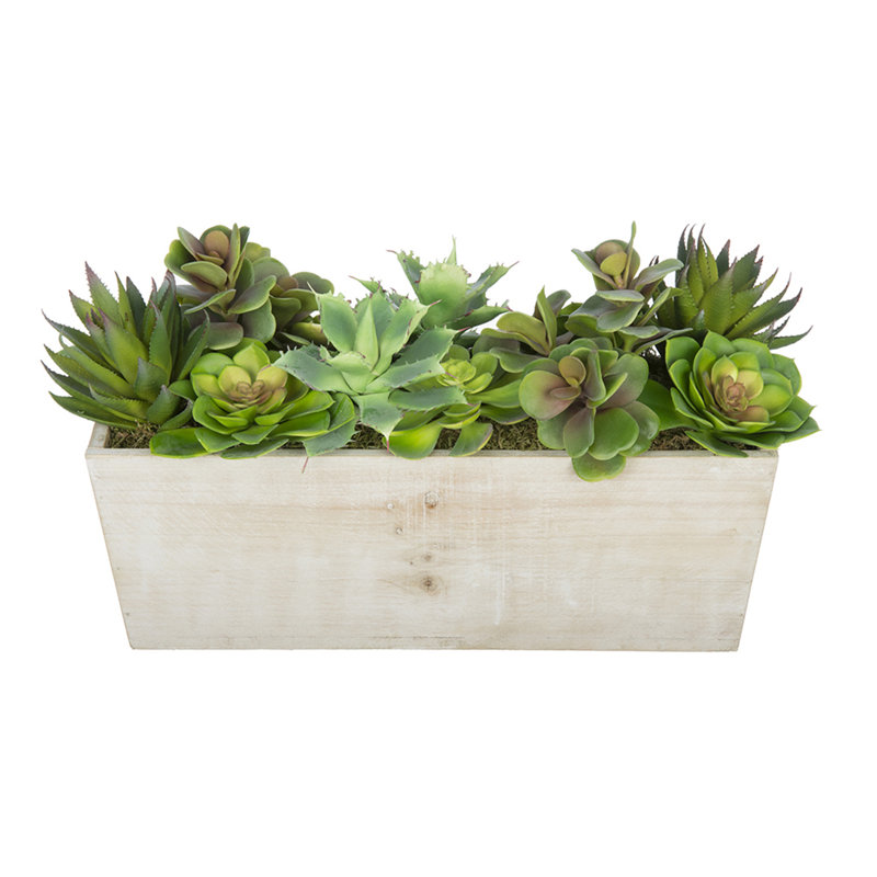 Plante grasse artificielle 5 po en pot, Blanc