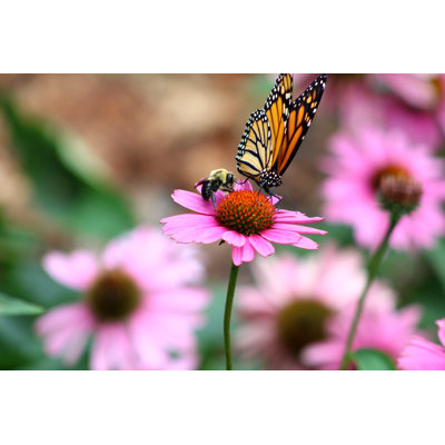 Monarch Butterfly Danaus Plexippus And Bee On Purple Coneflower Echinacea Purpurea by Db_beyer - Wrapped Canvas Print