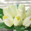 Centre de table tulipes dans un vase-1857431532
