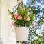 Rocktrumpet in Nursery Pot