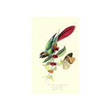 Parakeeto On Coffee Bush Print by Porter Design