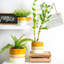 Nicola Spring - Reactive Glaze Plant Pots - 9cm-63880897
