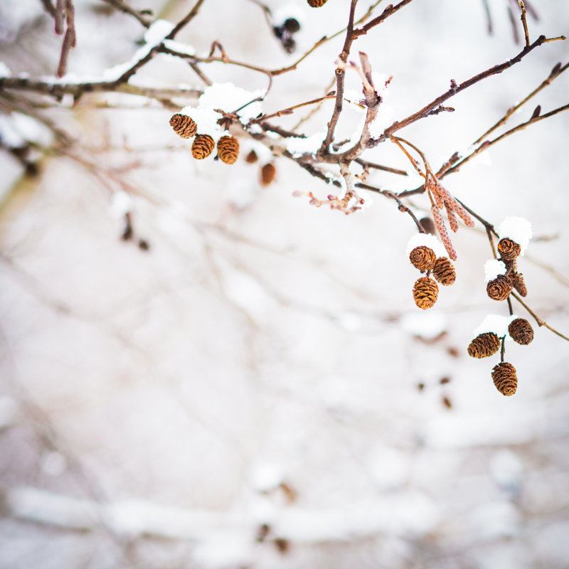 Winter Birch - Wrapped Canvas Print, 30cm H x 30cm W x 3.8cm D