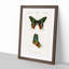 Madagascan Sunset Moth PL. 14 by Charles d Orbigny - Framed Print-55577479-55577477