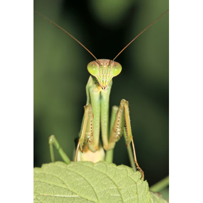 Chealsie " Mantis " by Lnzyx