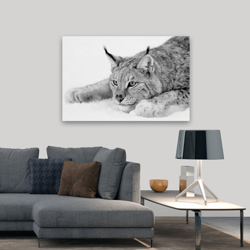 Lynx - photographie, animaux, chats, H 32 po x l 48 po