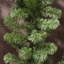 Annachiara 270cm Faux Garland-1521858203