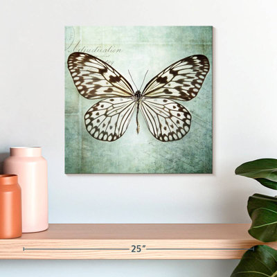 Papillon français VI
