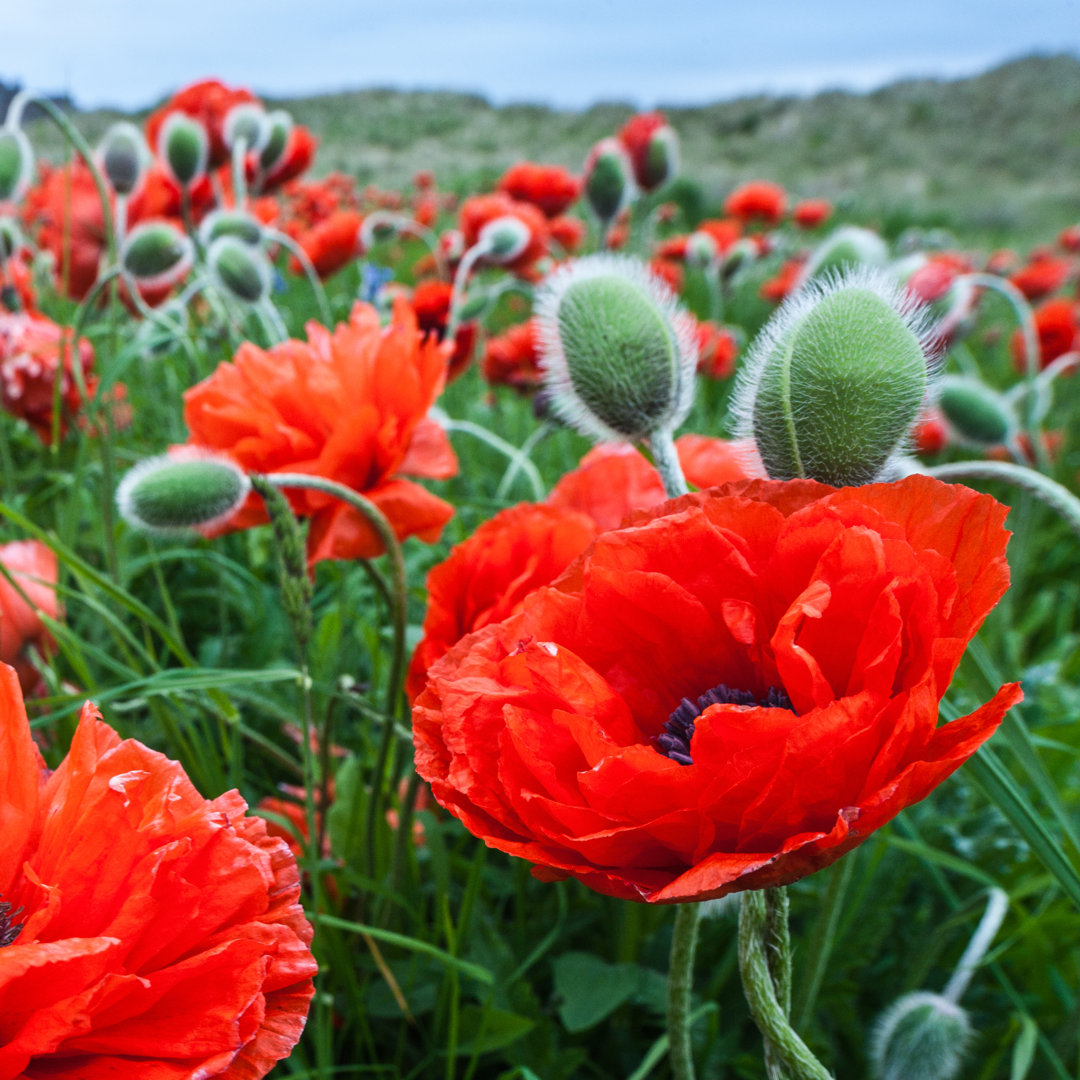 Purdin Feld der Mohnblumen von Pengranger - Leinwandfoto