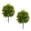 90cm Plant