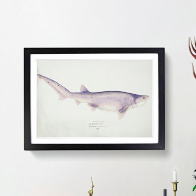 Illustration of a Tiger Shark by F.E. Clarke - Picture Frame Painting Print