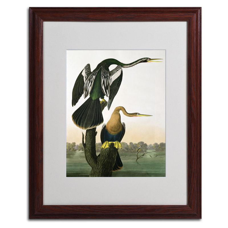 « dart-billed dart » par john james audubon, reproduction d’art encadrée, H 20 po x l 16 po x P 0,5 po, Brun