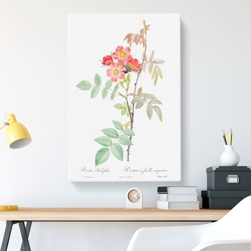 Rose by Pierre-Joseph Redoute - Wrapped Canvas Print, 50cm H x 35cm W x 3cm D