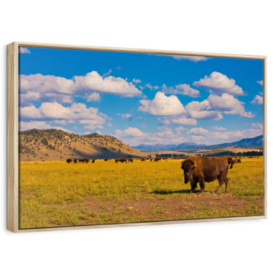 Bison dans le parc national