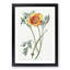 Orange California Poppy - Picture Frame Painting Print-55581139-55581144