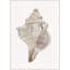 Sea Shell 12 Print-1684812090-1684812094