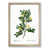 Oak Framed selected