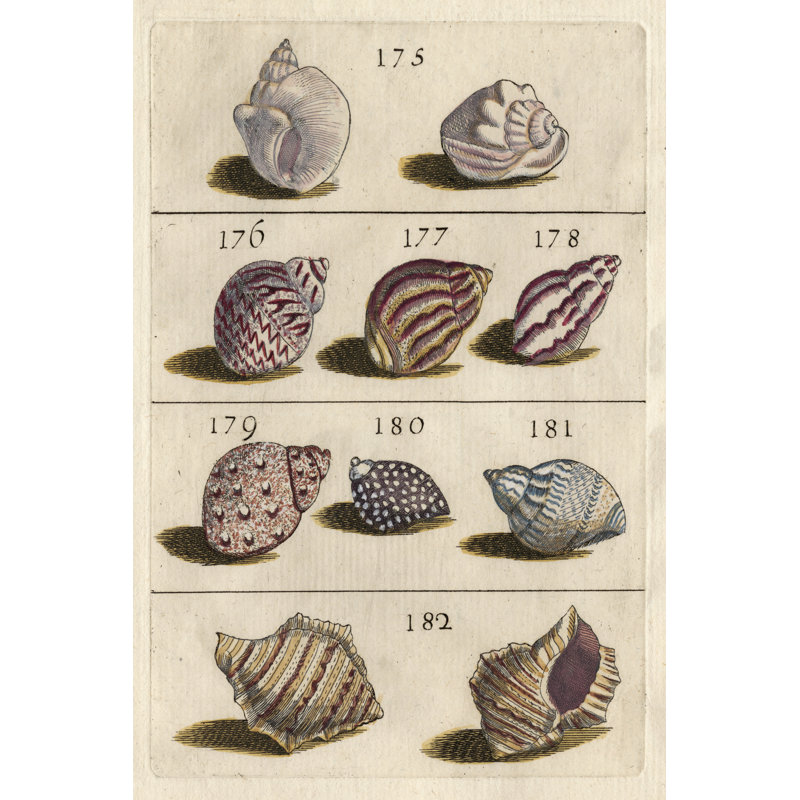 Shell Collection VI - No Frame Painting on Canvas, 46cm H x 30cm W x 3.8cm D