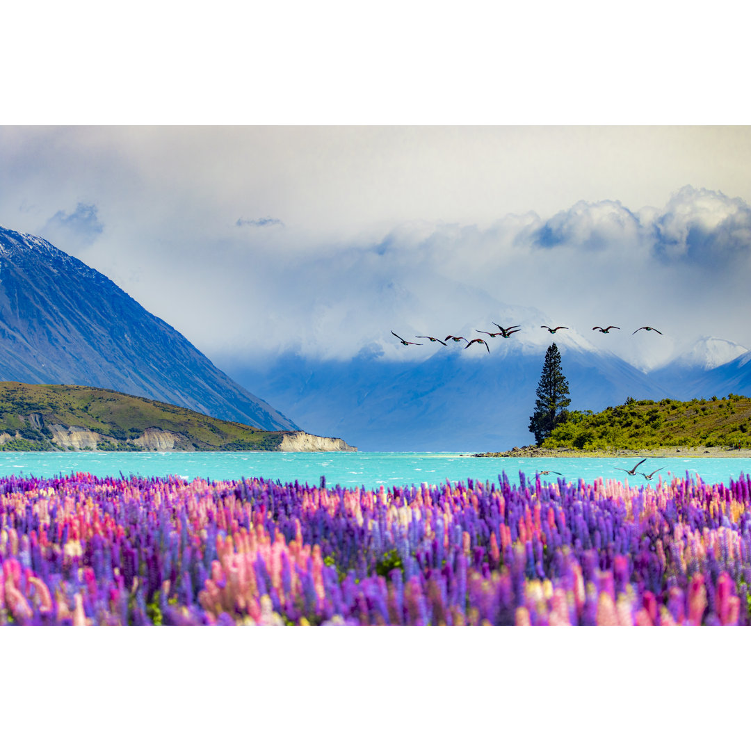 Bunt leuchtende Lupinen mit Schnee - Leinwandbild