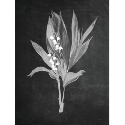 Muguet par Fenway House