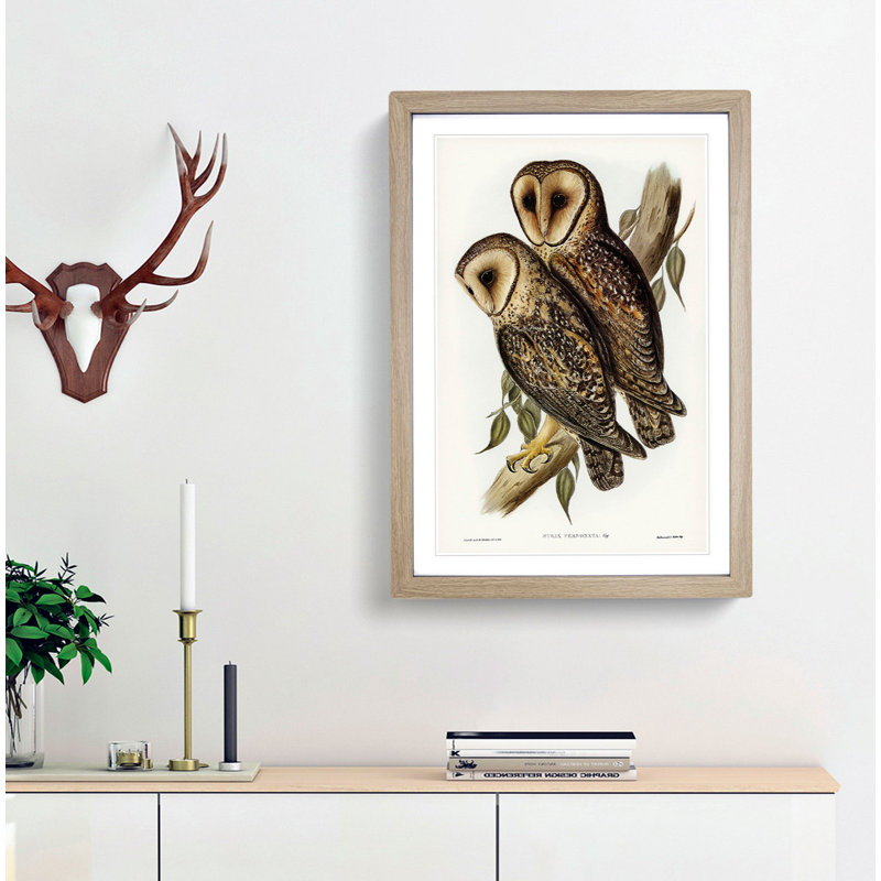 Masked Barn Owls by Elizabeth Gould - Framed Print, 36cm H x 27cm W x 2cm D, Oak Framed