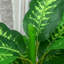 95cm Faux Evergreen Plant in Freestanding