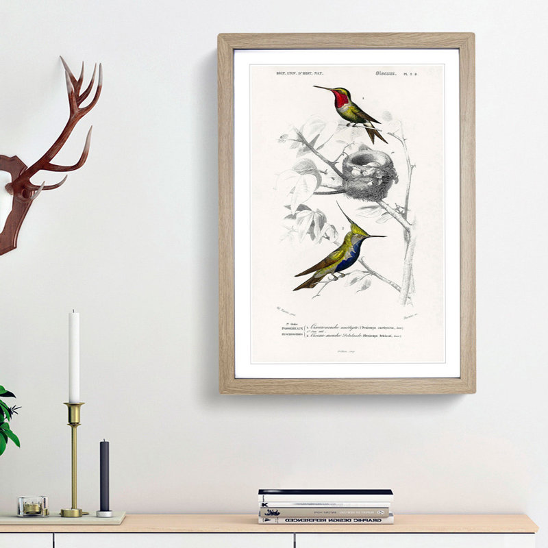 Bird Illustrations PL. 5D by Charles D' Orbigny - Single Picture Frame Painting, Oak Framed, 45cm H x 33cm W x 2cm D
