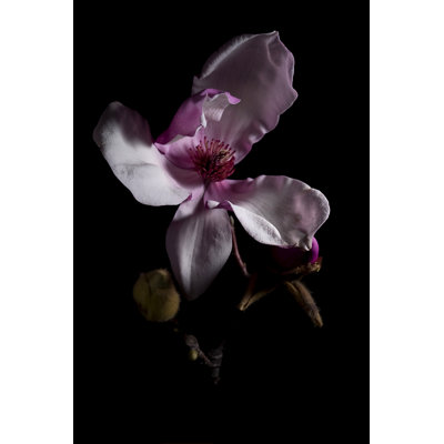 Magnolia Bloom by LICreate - No Frame Print on Canvas