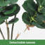 Plant-906006532