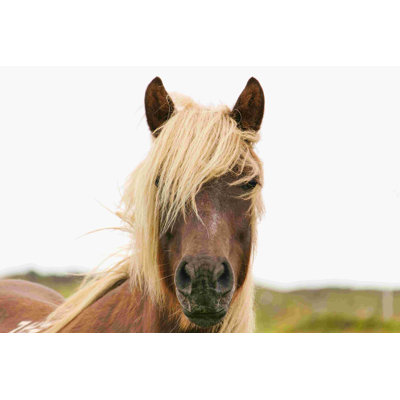" Emo Hair Horse "
