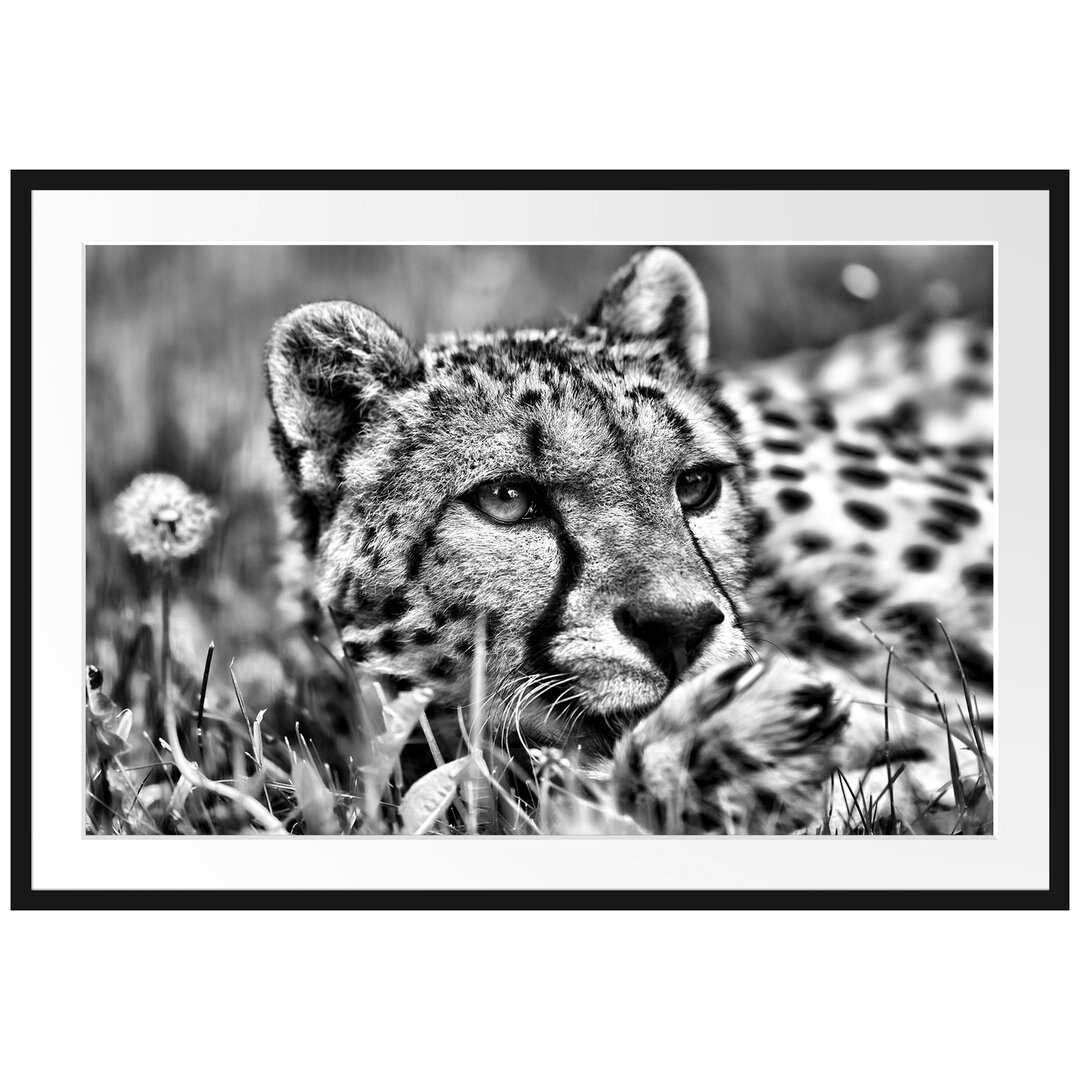 Gerahmtes Poster Gepard im Gras