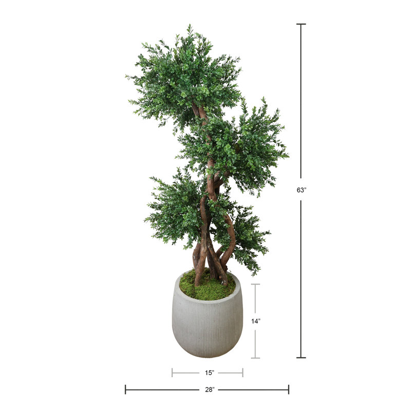 Boxwood Tree in Fiberstone Pot