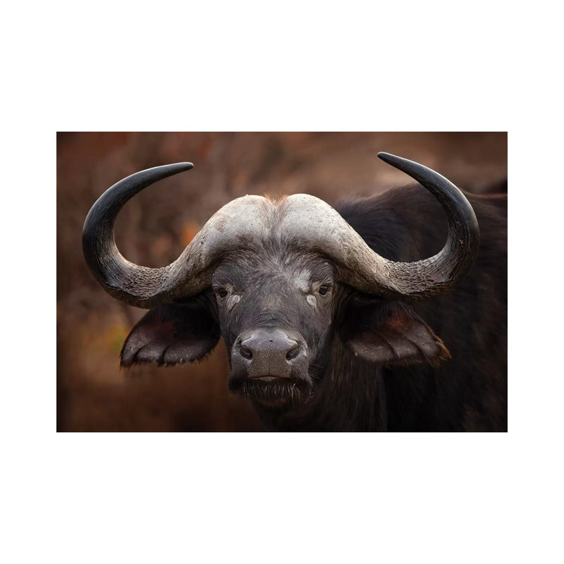 A Buffalo Portrait by Mario Moreno - Wrapped Canvas Print, 101.6 cm H x 66.04 cm W x 1.91 cm D
