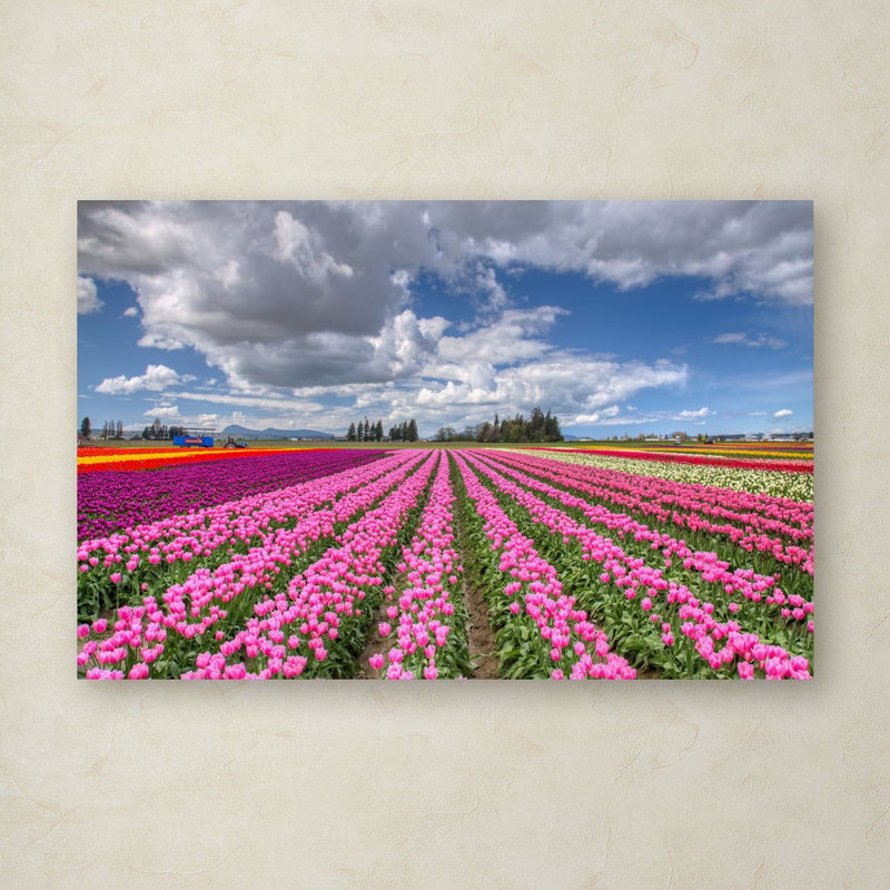 «Tulip Field», reproduction de photo sur toile tendue, H 16 po x l 24 po x P 2 po