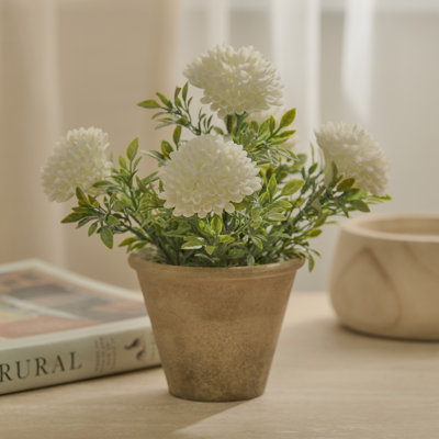 23cm Plant