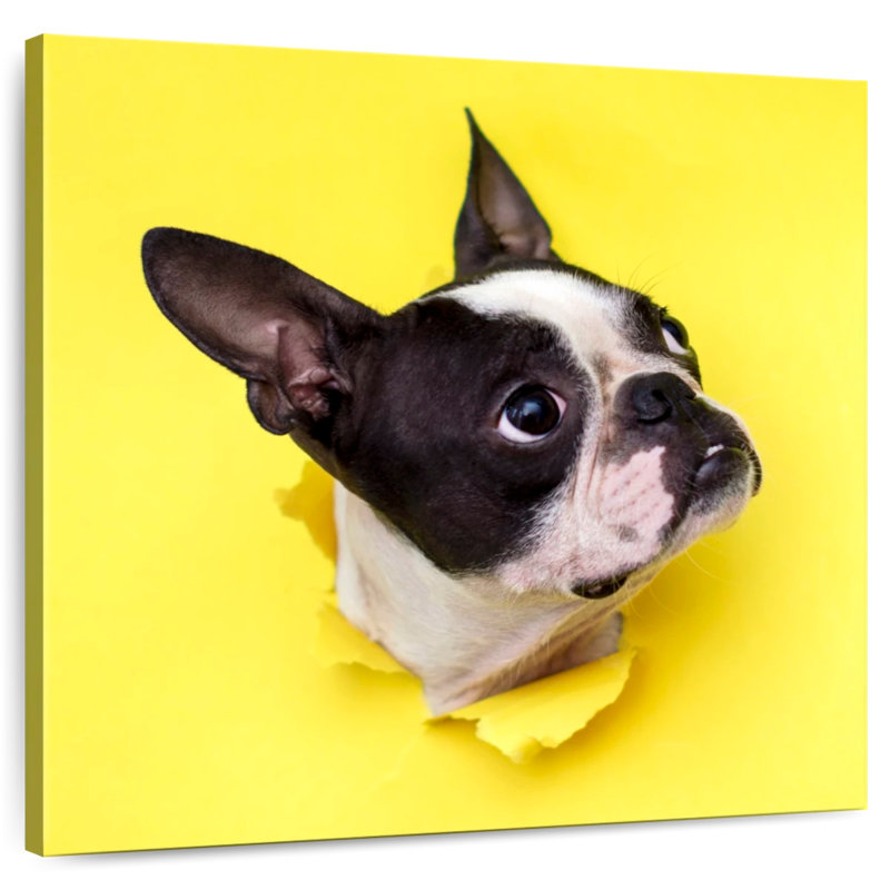 Crowle Boston Terrier Face