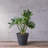 Carreras Planter-511374859-511374853