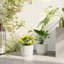 Ф22cm Planters-329839673-329839675