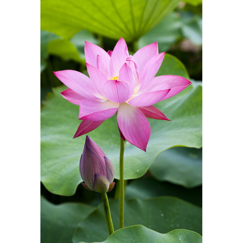 Purple Lotus Flower Bloom Print, 60" H x 40" W x 1.5" D
