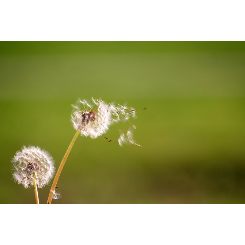 Free Dandelion by McKlin - Wrapped Canvas Print, 30cm H x 46cm W x 3.8 cm D