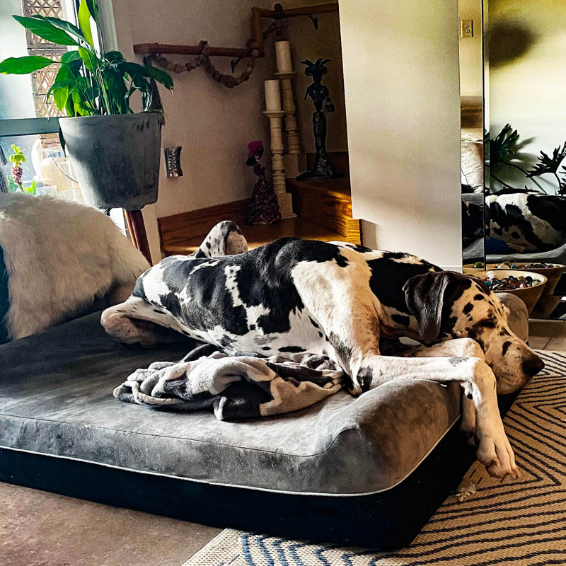 Extra Large Slate Grey Orthopedic Memory Foam Dog Bed