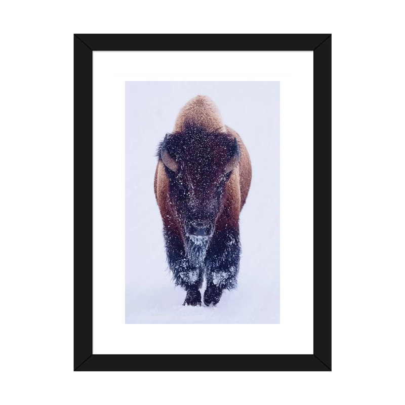 «Bison In Snow» - reproduction, H 24 po x l 16 po x P 1 po, Papier beaux-arts encadré noir