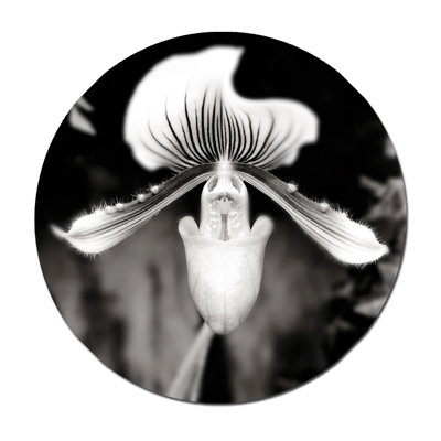 Beautiful Paphiopedilum - Unframed Photograph